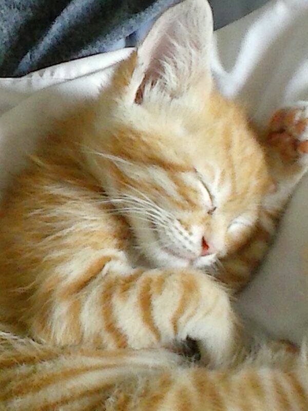 1375814_166144046919634_2092971417_n