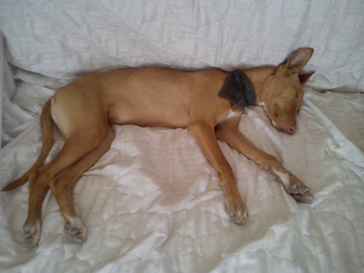 1385845_166144553586250_1202453891_n